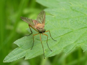 mosquito-54605_640-resized-600