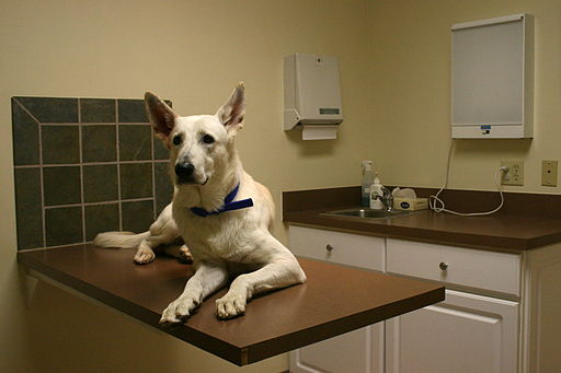 512px-2008-12-01_White_GSD_at_the_vet