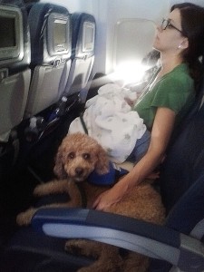 Service dog on a plane