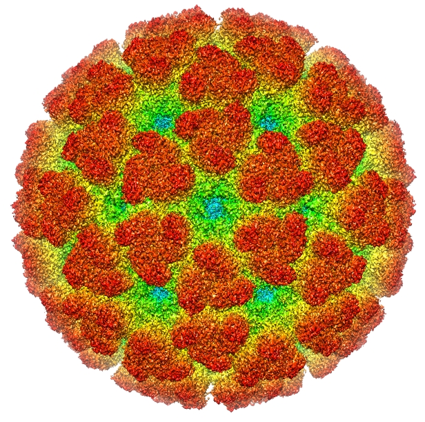 Chikungunya virus