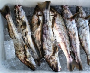 Raw fish - foodborne illness