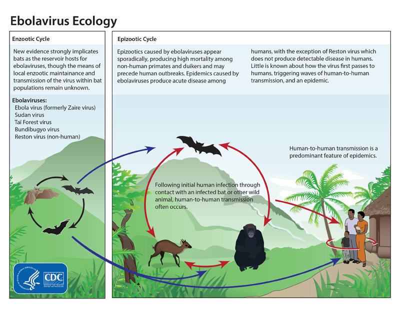 ebola cycle